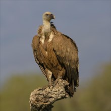 Griffon vulture