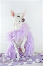 Mongrel with purple feather boa