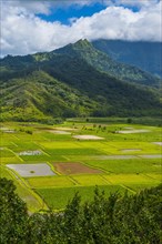 Taro fields near Hanalei on the island of Kauai