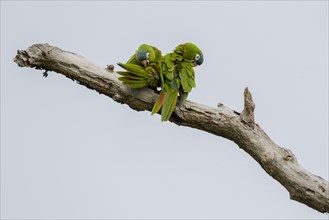 Blue-crowned Parakeets or