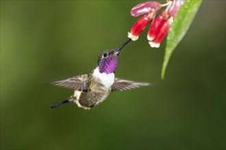 Purple-throated woodstar