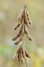 Soya beanplant