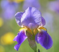 German iris hybrid