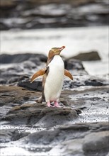 Yellow-eyed penguin