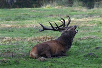Tubular red deer during rutting season