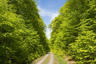 Forest trail through forest with Common beeches