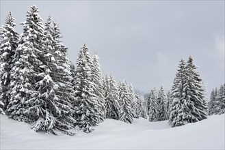 Snowy mountain forest