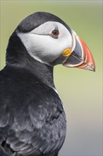 Puffin