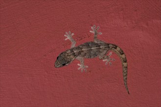 Boettger's wall gecko