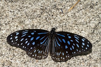 Blue glassy tiger