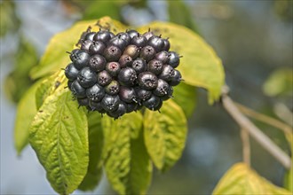 Fruit of Eleutherococcus henryi