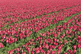 Blooming tulip field