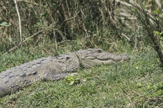 Mugger crocodile or Marsh crocodile