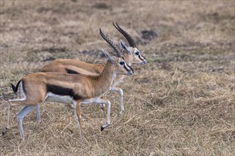 Two Serengeti Thomson's Gazelles