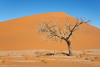 Dry camel thorn tree