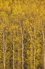 Yellow aspens