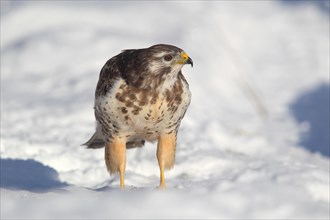 Buzzard