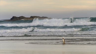 Yellow-eyed penguin