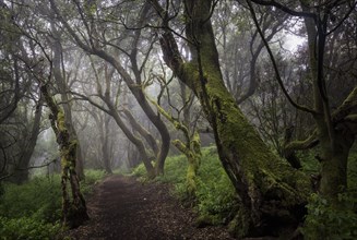 Moss-covered trees in the fog forest