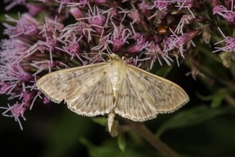 Mother of pearl moth