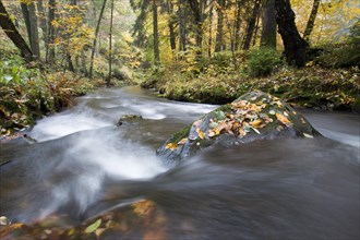River Selke flowing through autumn forest