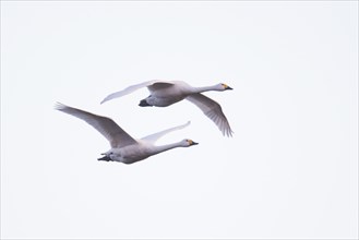 Bewick's swans