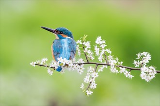 Kingfisher