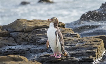 Yellow-eyed penguin