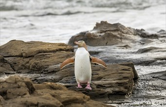 Yellow-eyed penguin