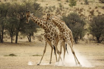 Southern Giraffe