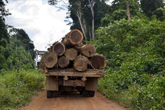 Trucks loaded with tree trunks