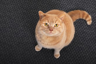 British short-hair cat sitting on carpet and looking up