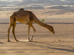 Arabian camel or dromedary