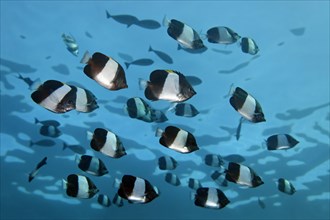 Swarm Brown-and-white butterflyfish