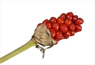 Infructescence with ripe berries
