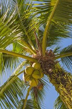 Coconut palm with coconuts