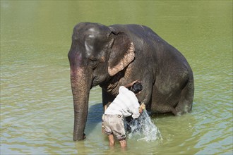 Mahout washes his Indian elephant