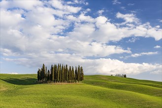 Group of cypress trees