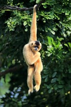Southern Yellow-cheeked Crested Gibbon