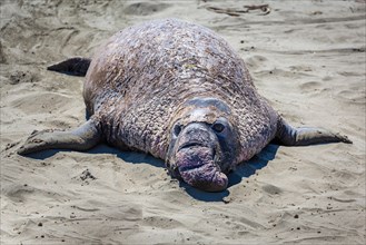 Old Northern Elephant Seal