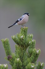 Eurasian bullfinch