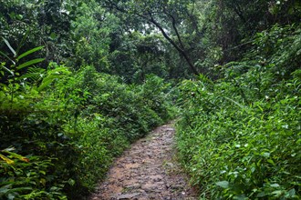 Path through tropical vegetation