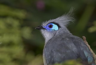 Crested coua