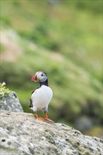 Puffin