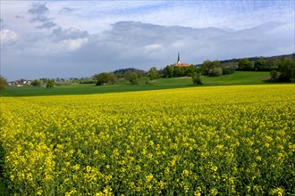 Rape fields with the Chapel of ease of the Assumption of Mary in Leutkirch