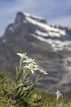 Alps-Edelweiss