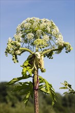 Giant hogweed or wild parsnip