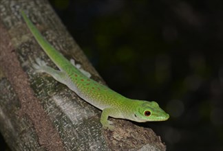 Koch's giant day gecko
