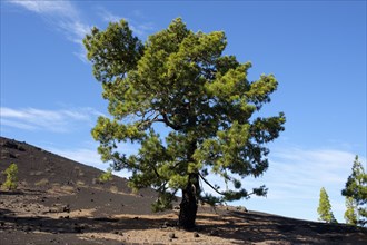 Canary Island pine