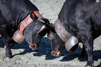 Herens cows locking horns during a cow fight